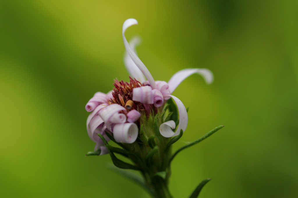 A macro shot of a pink flower with green background