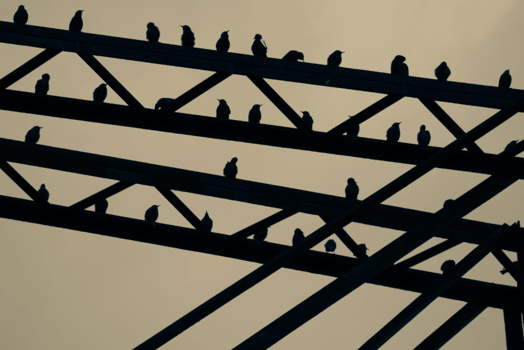 Silhouette of starlings