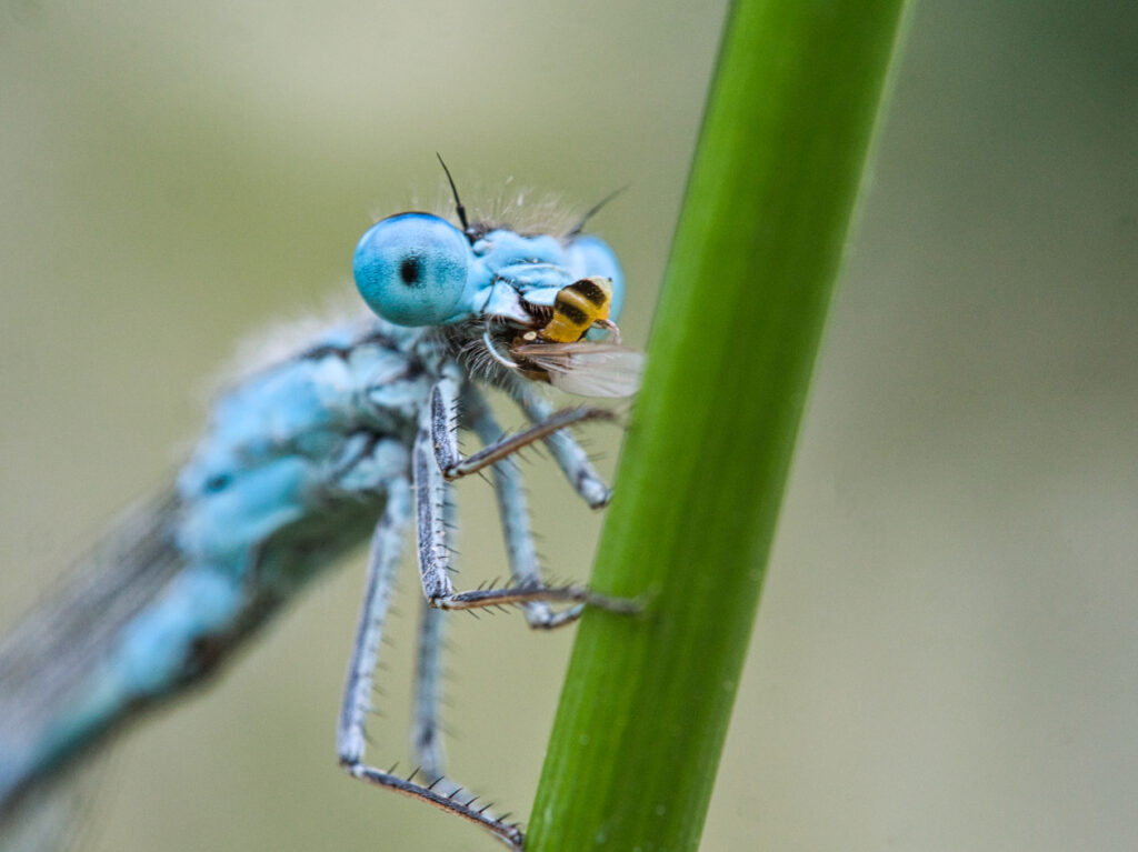 Damsel fly eating a wasp