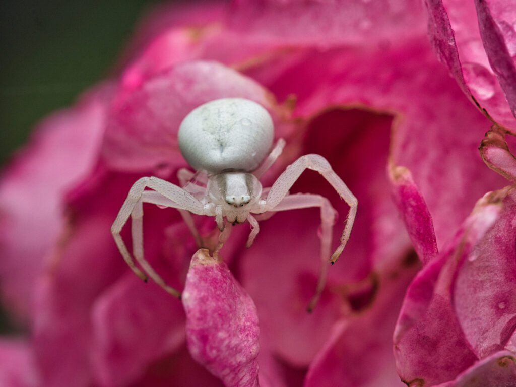 White crab spider on a pink rose
